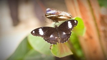 obr. Návštěva Arboreta - výstava motýlů